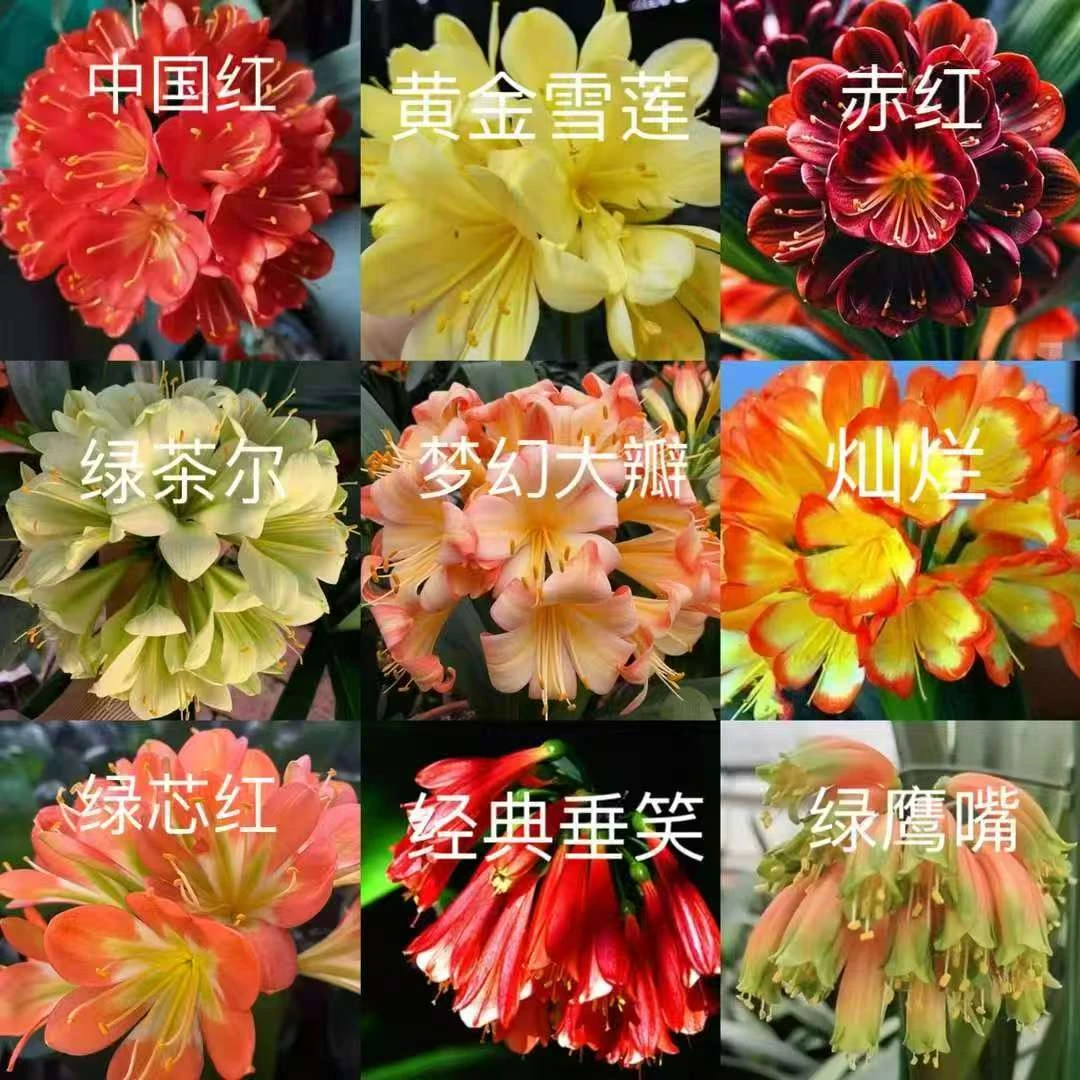 新人福利君子兰花苗不退货
