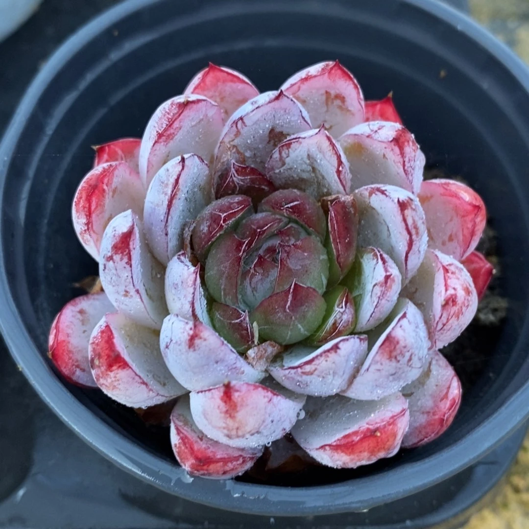 自助下单一物一拍多肉，下滑更多品种