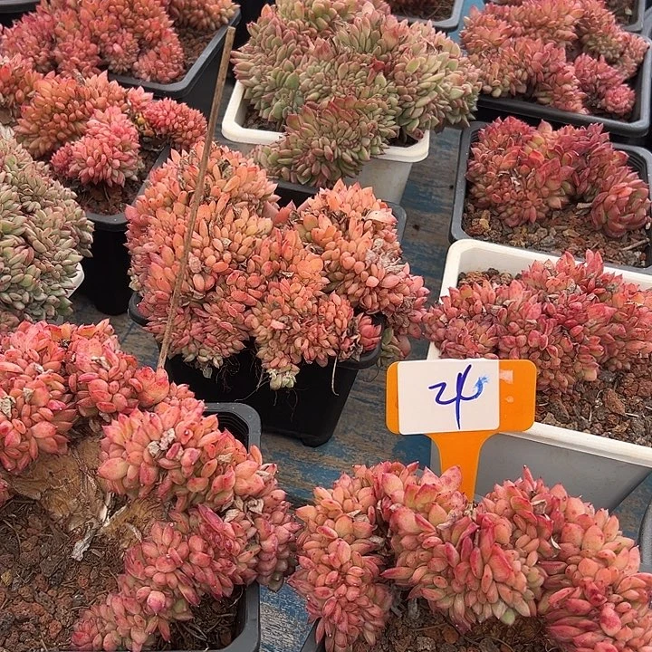 24粉底一个脱土有瑕在意不买