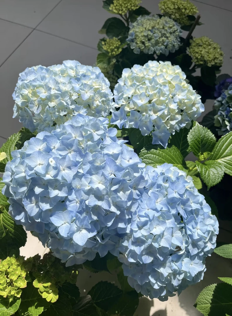 宇辰【2加仑易多梦幻绣球花】大花盆栽带苞发货云南昆明基地直发