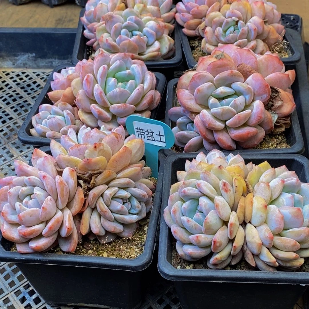 枫****园177多肉酱面膜祛痘去黑头方法。