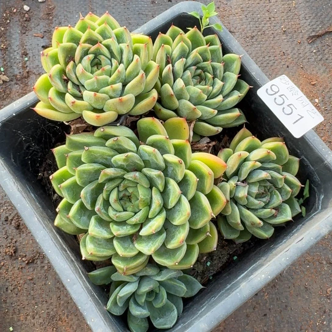 叮***59551杂交多肉植物基地