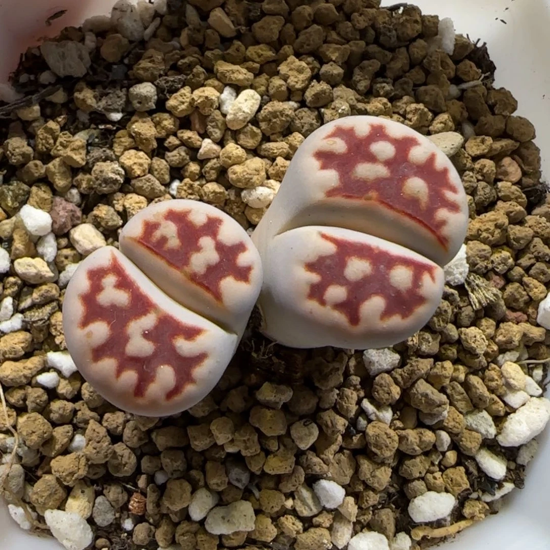 12.17。   top red。     2035