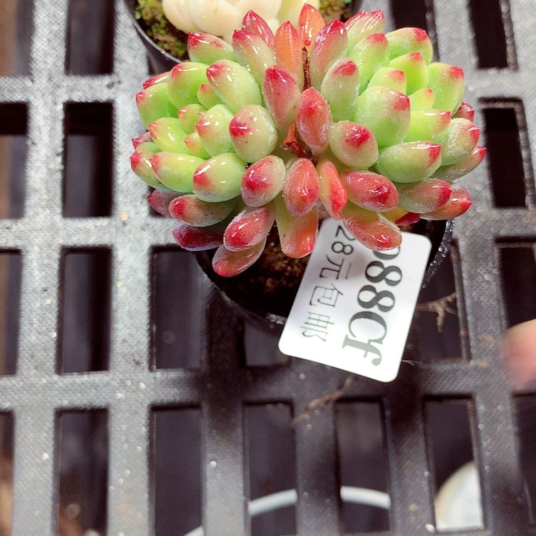 5厘米盆精控多肉088