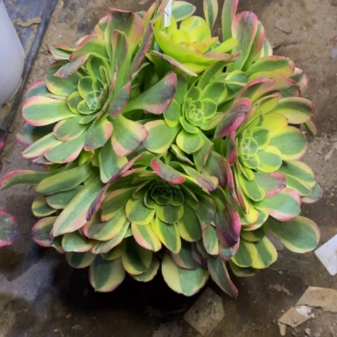 万奶白多肉植物2966