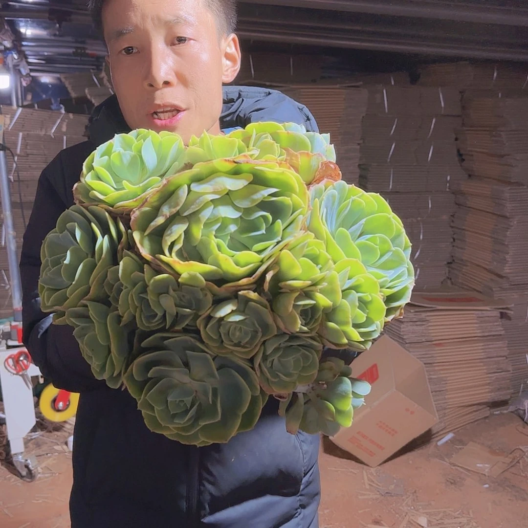 地栽柠檬玫瑰多肉