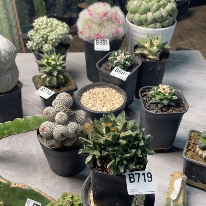 719龙角仙人球一个