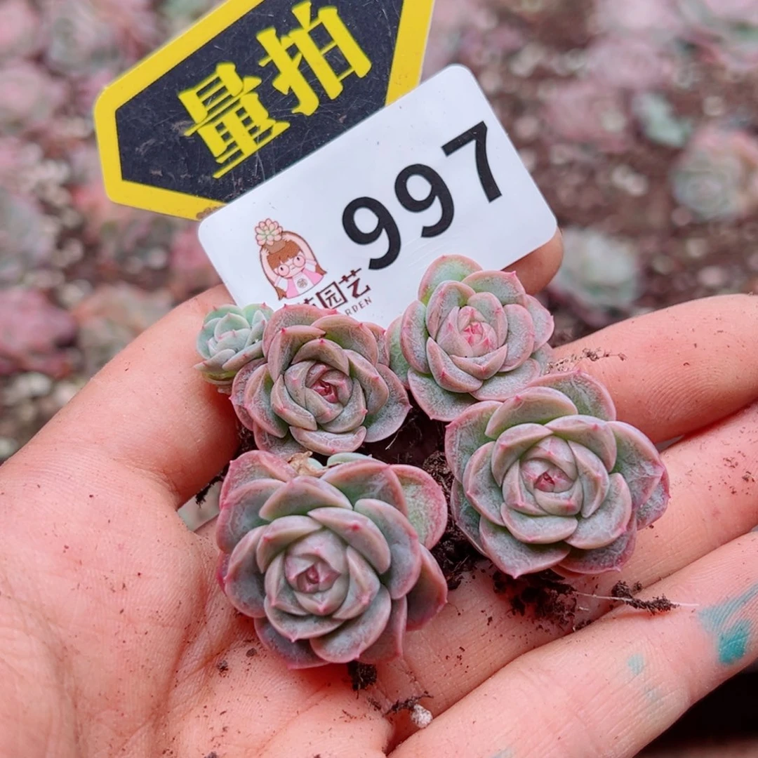 多肉植物多肉植物