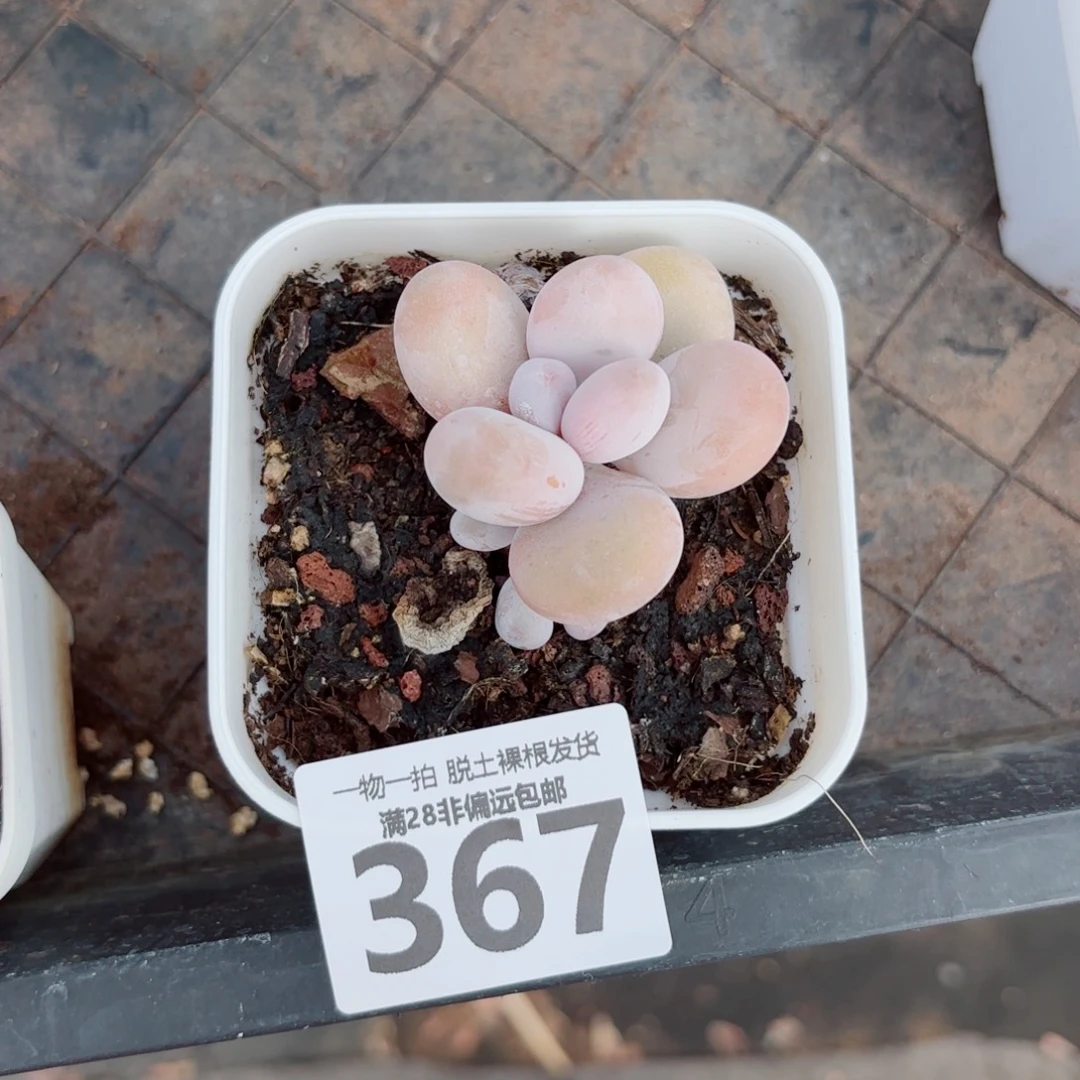 奶酪单头多肉多肉多肉