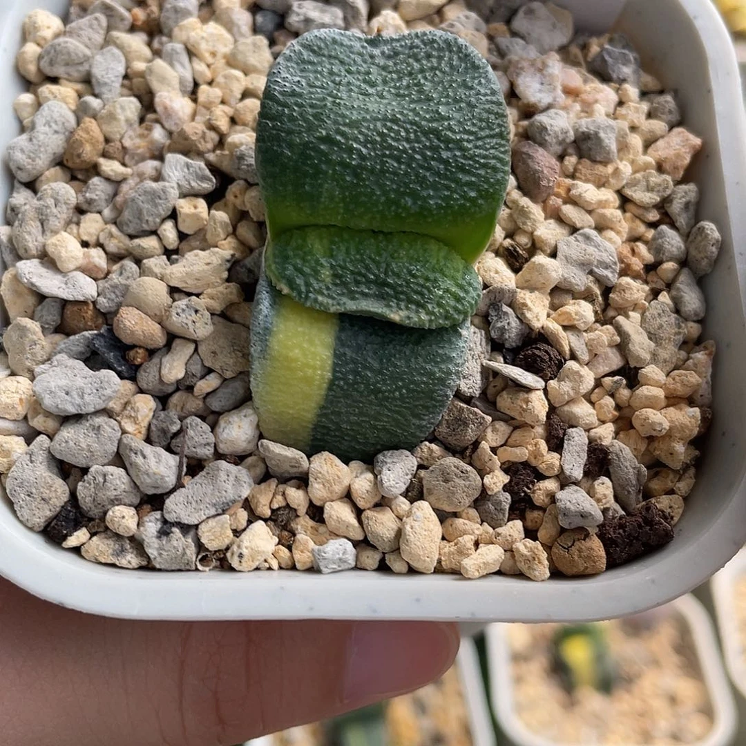 302号脱土发货111