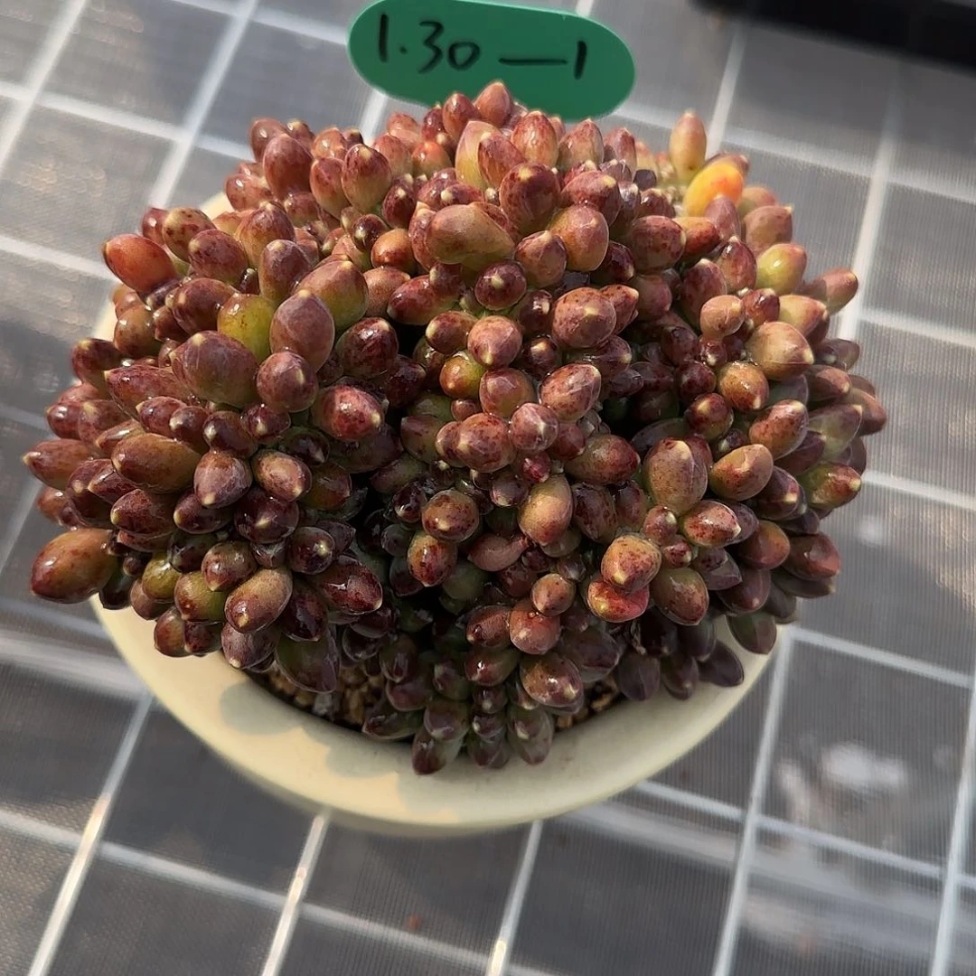 小*从前慢花园精选0130-1