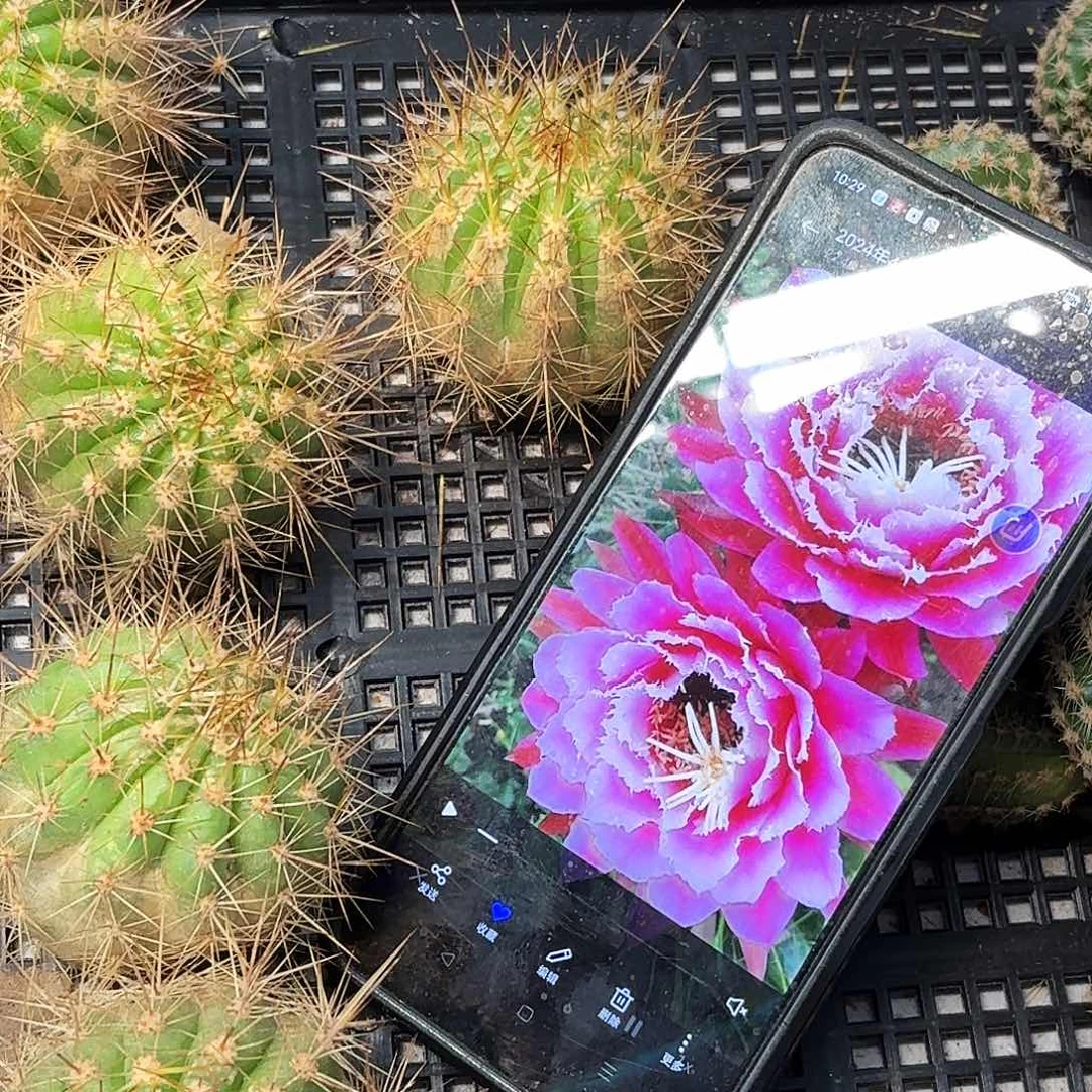 仙女毛侧牙20包邮18