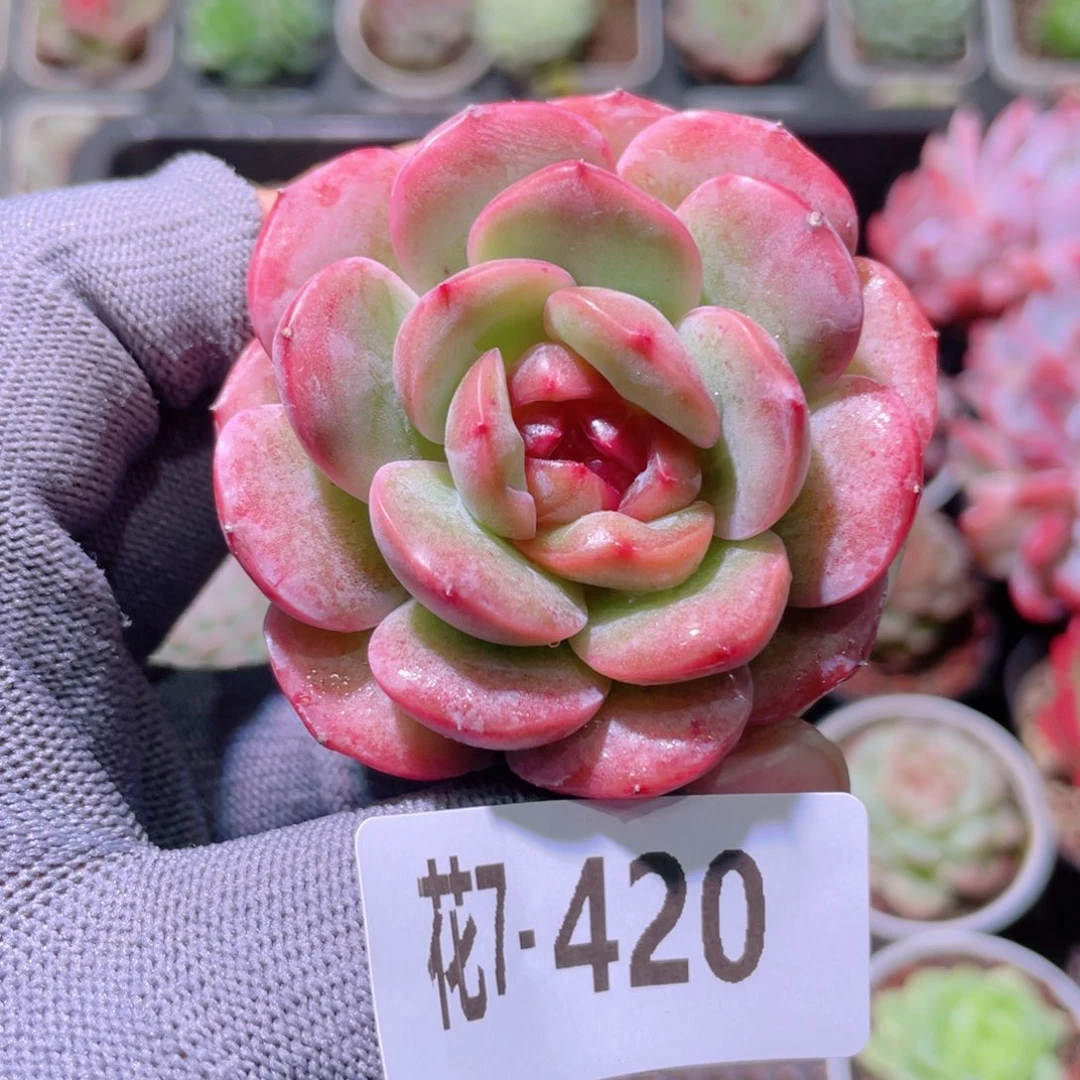 花利美7-420新品珍妮