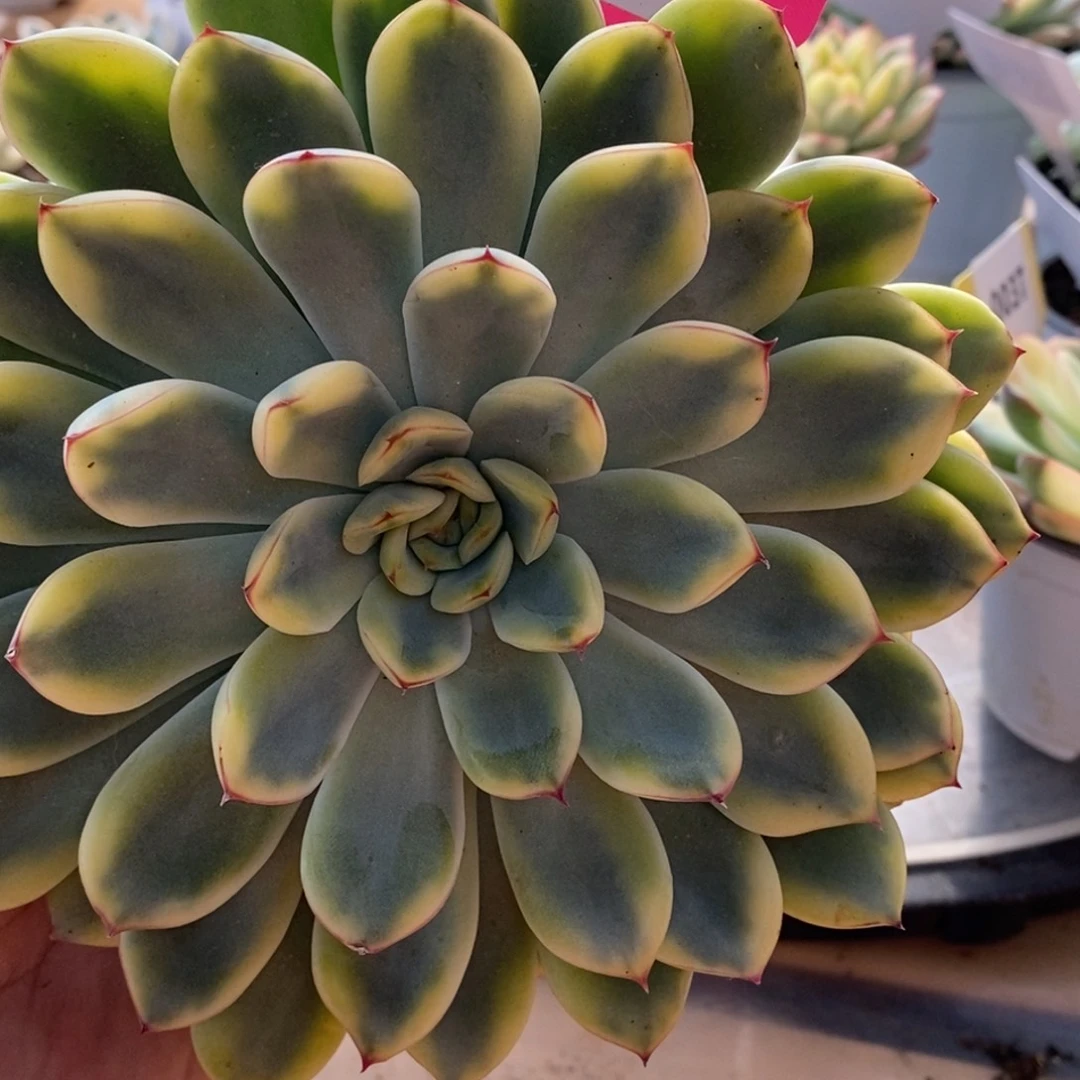 099荷花哈哈哈哈哈哈哈