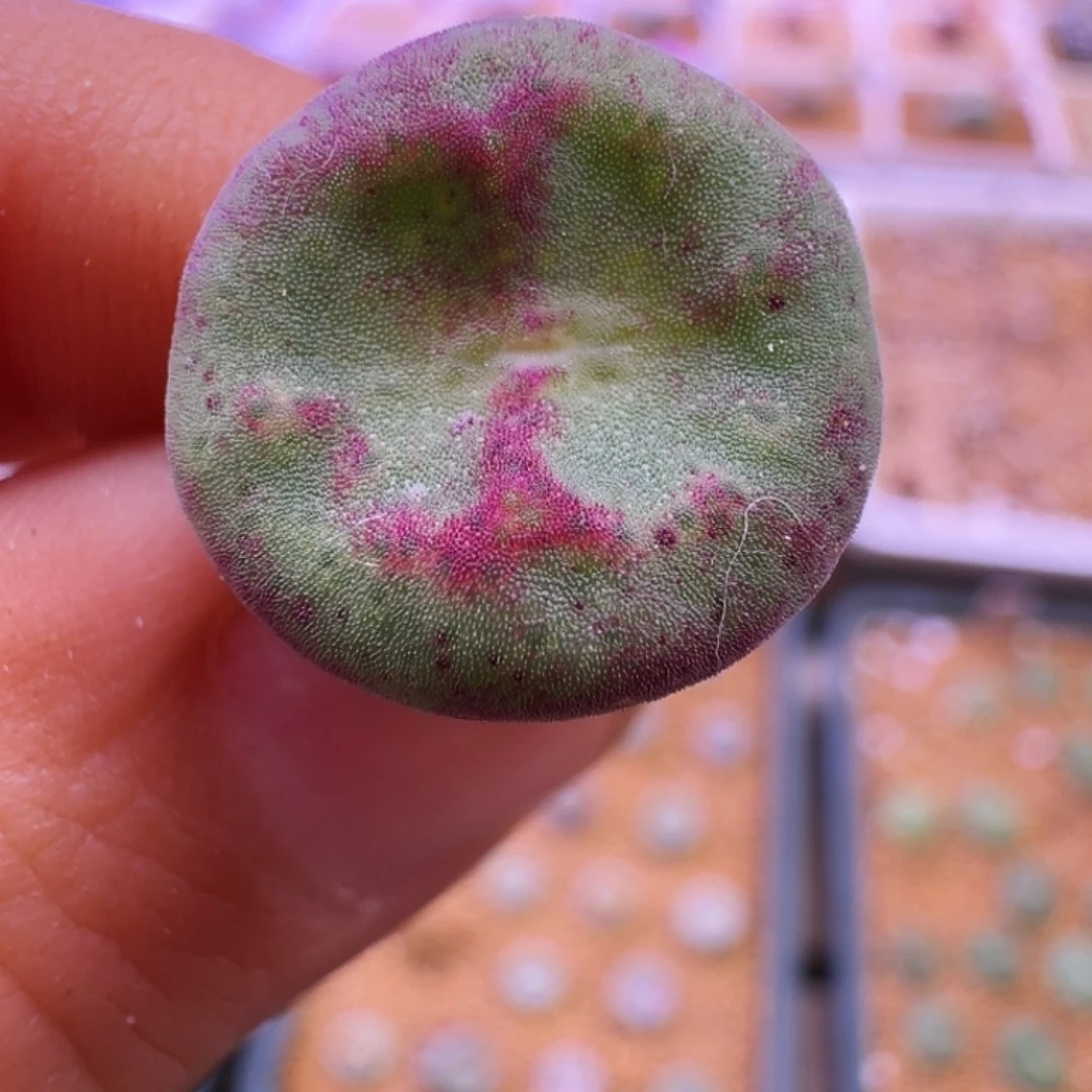 p***i多肉植物福利风铃25