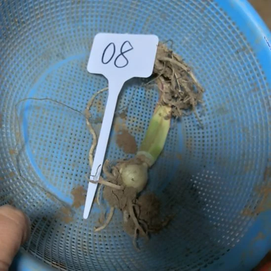 当前无花栽培后可以开花08