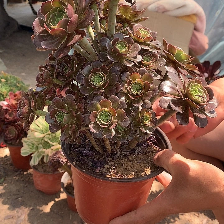 星**璨165灰法师多肉植物