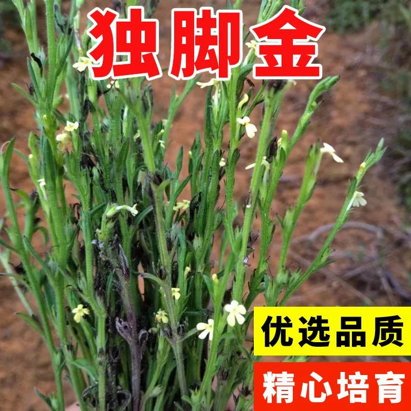 独脚金种子籽疳积野生草种籽独脚疳黄花草清米虫阳台庭院四季播种