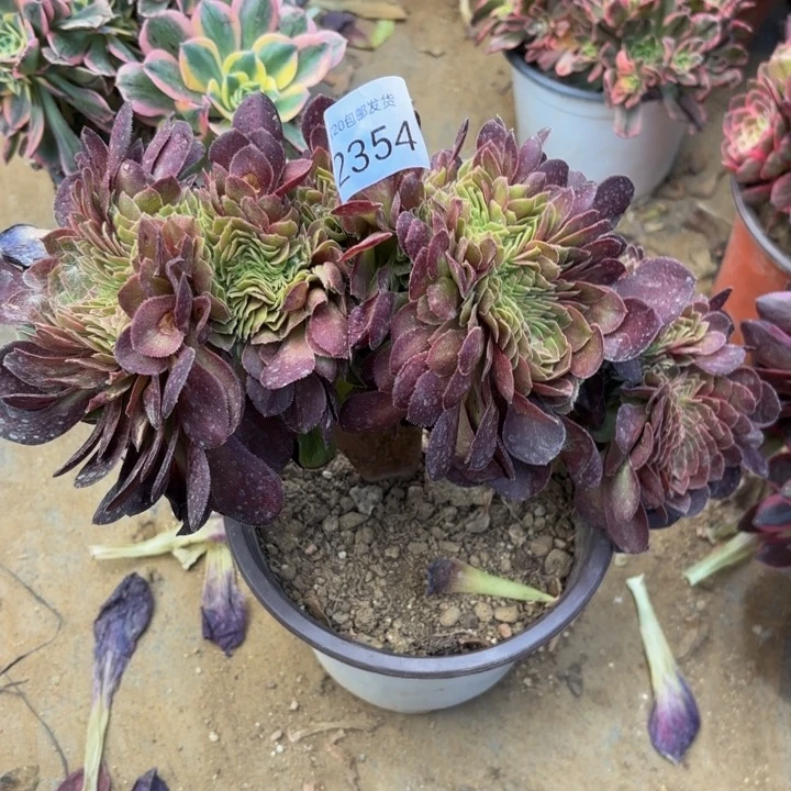 万圣节坠多肉处理不包断头2354