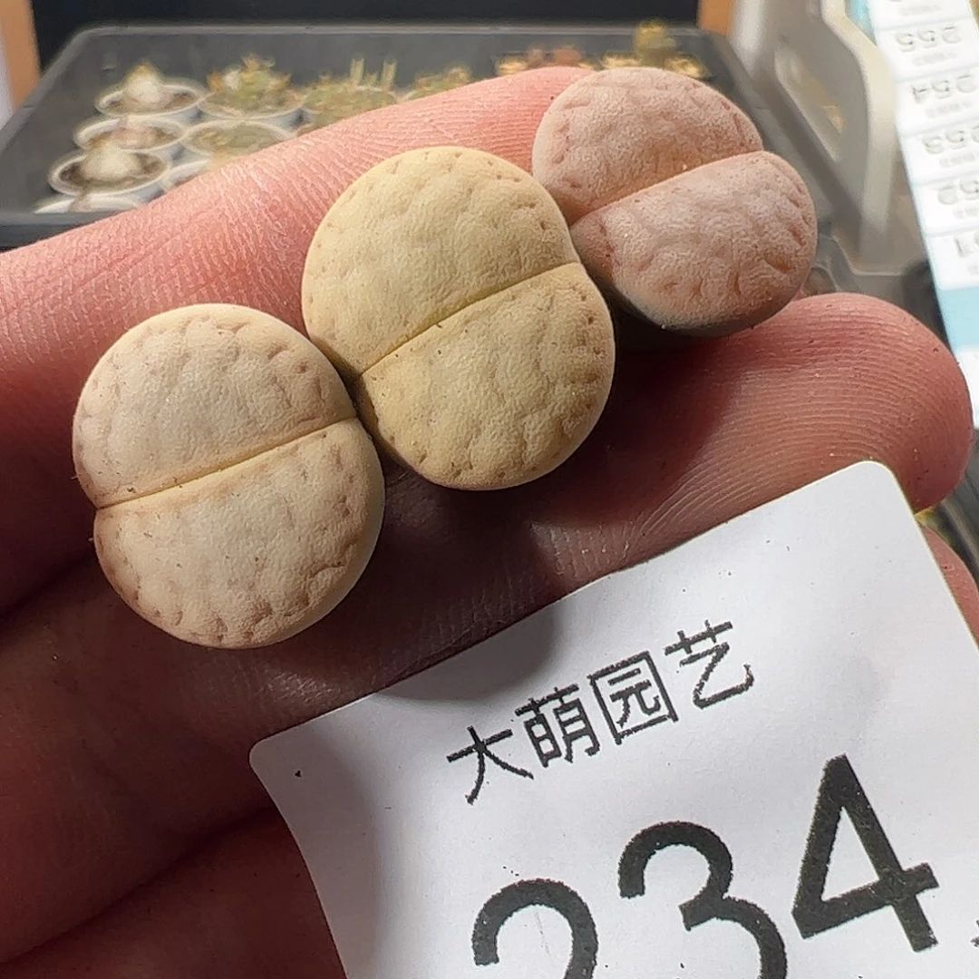 一物一拍。      234