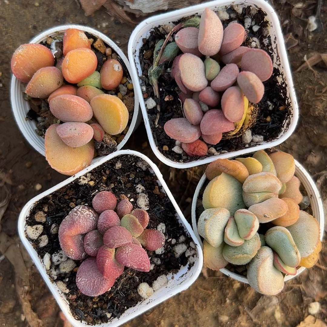 多肉植物四颗水泡