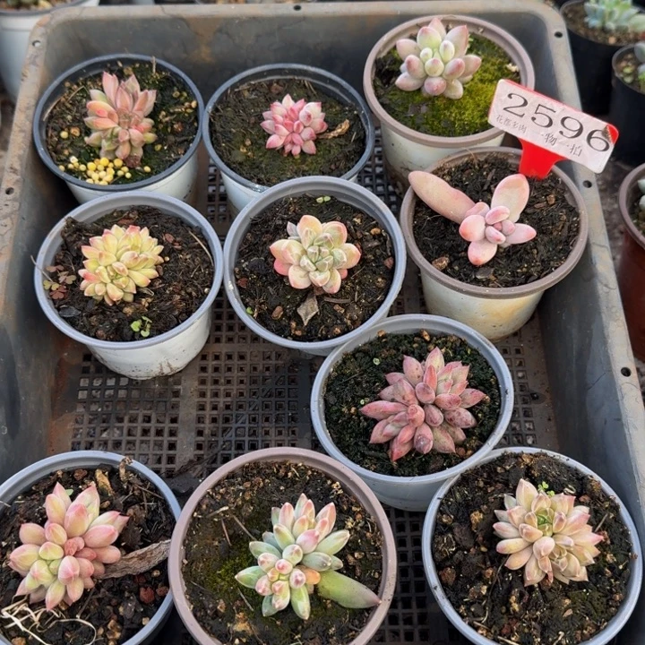 2596多肉植物一物一拍