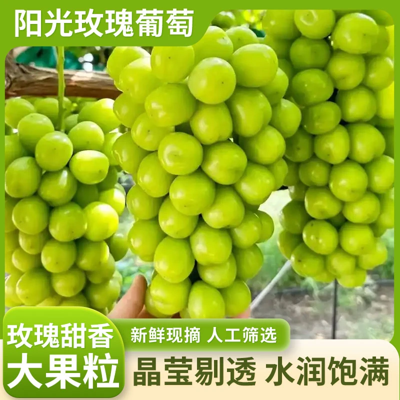 [极速包邮]正宗葡萄新鲜采摘维生素c当季新鲜水果秋天热卖礼盒