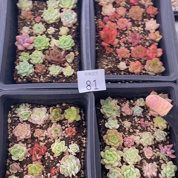 81 多肉植物盆栽花卉