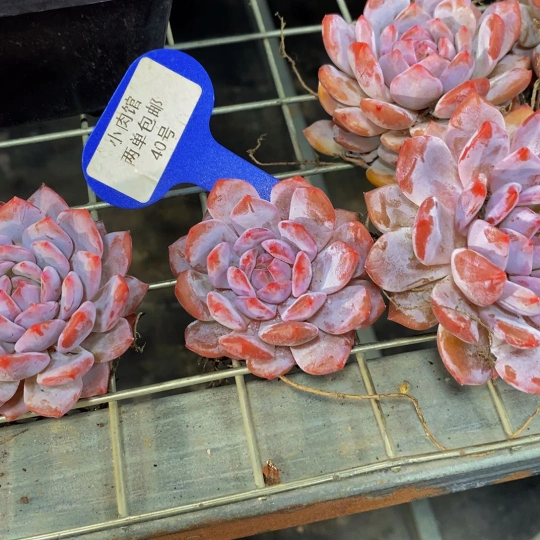 40-精品星影橙单头一个