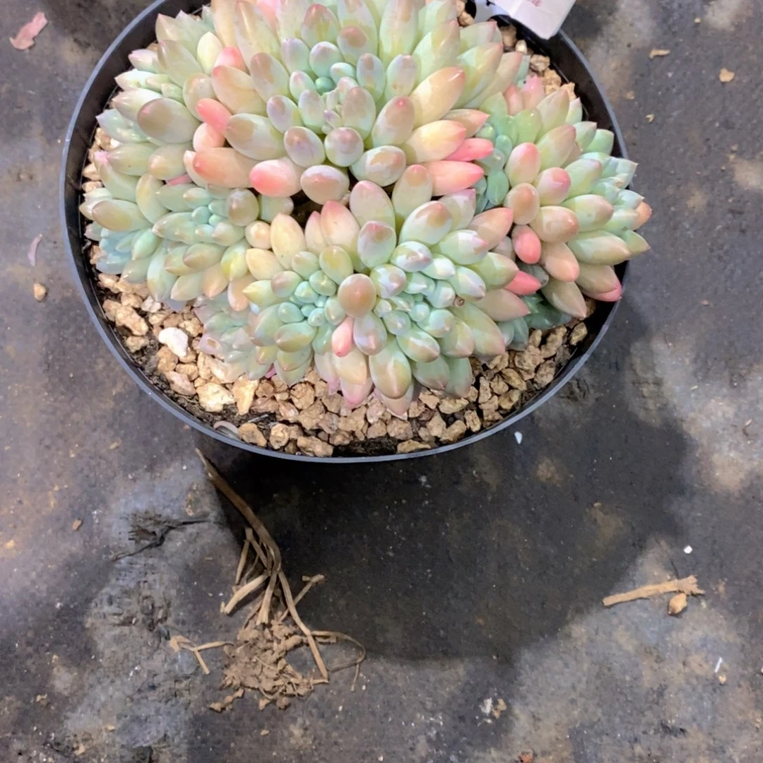 媛***媛奶糖多肉植物屯桩