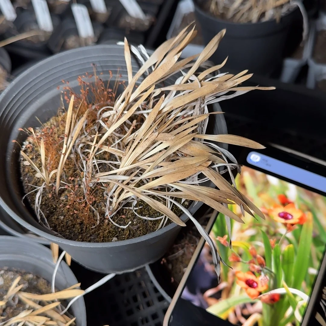 下播福利一个3.0281一盆