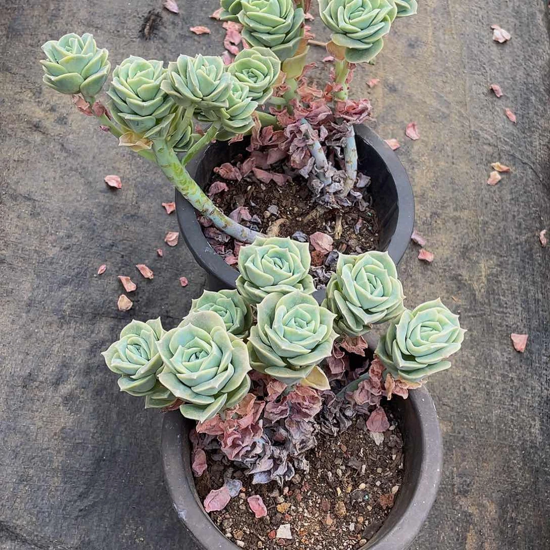 少*可爱玫瑰多肉植物2颗