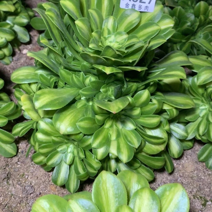 927多肉植物一物一拍