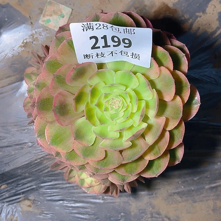 无花朵2199万白多肉植物2号