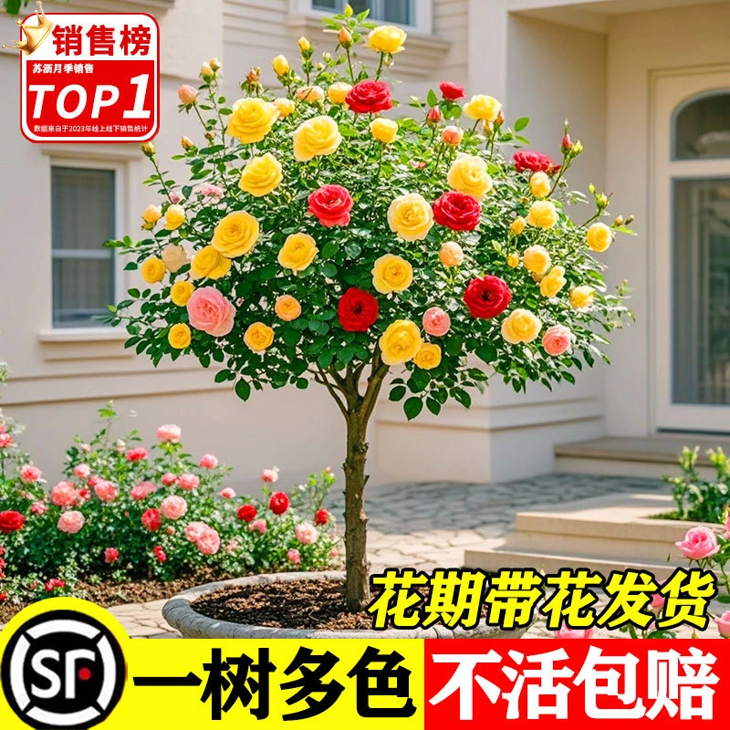月季花苗特大爬藤花朵庭院花卉植物四季开花树状玫瑰带花桩