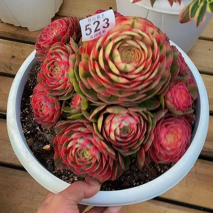 用****5523号多肉植物荔枝