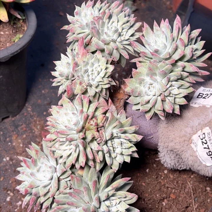 989哈哈哈哈哈哈哈哈哈