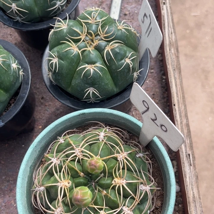 无花朵水*流571 920好养皮实海王