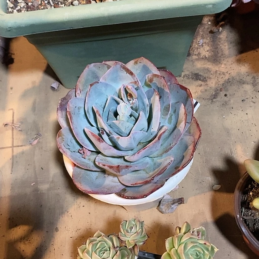 【闪购商品】布鲁蓝03134