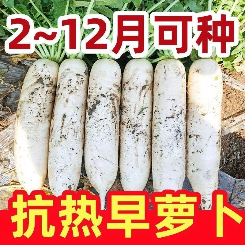 【耐高温40度】夏季白玉萝卜阳台抗热抗病高产大白萝卜种子耐抽苔