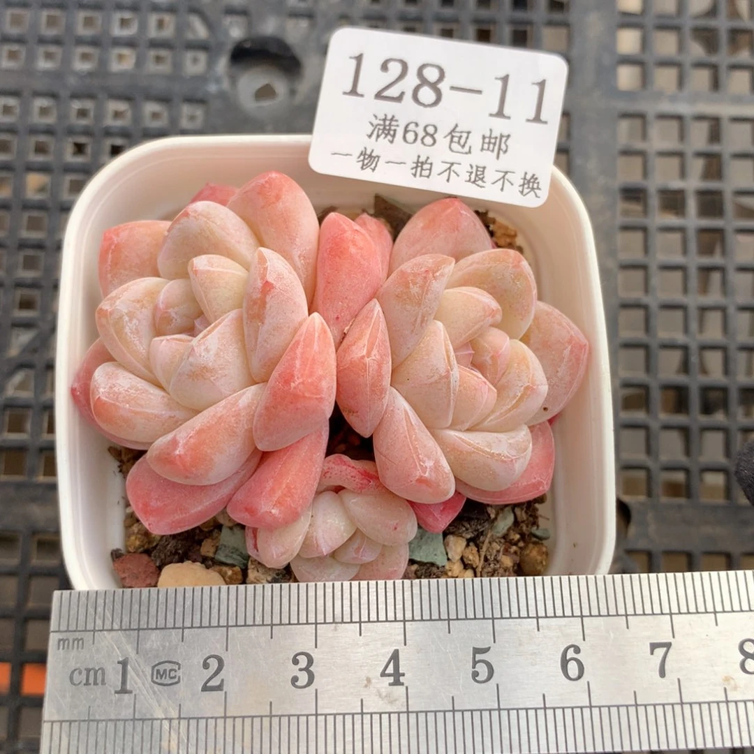 燕*11。透体糖心冰玉。带盆土。