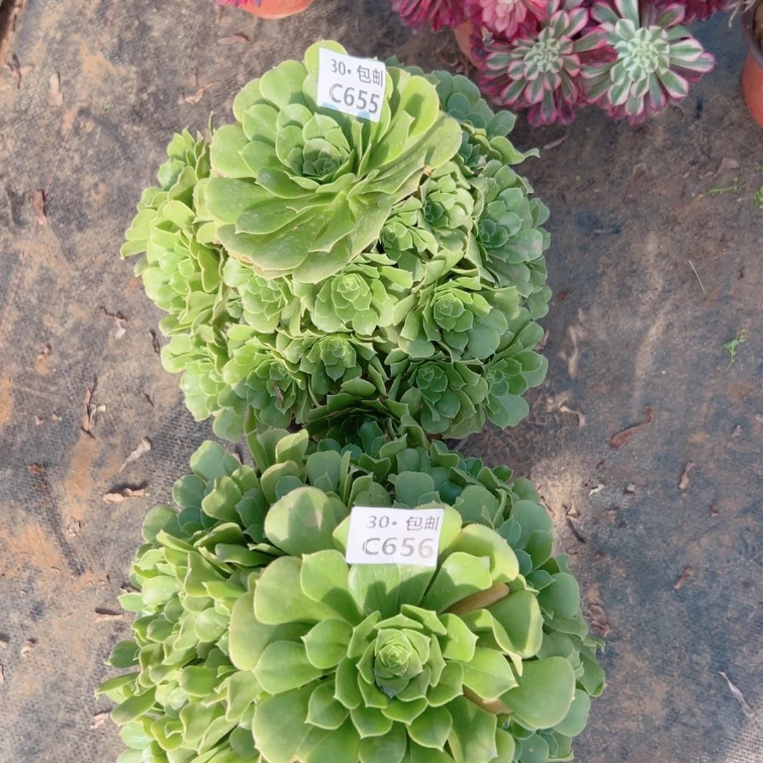 2颗多肉法师绿杨蓉