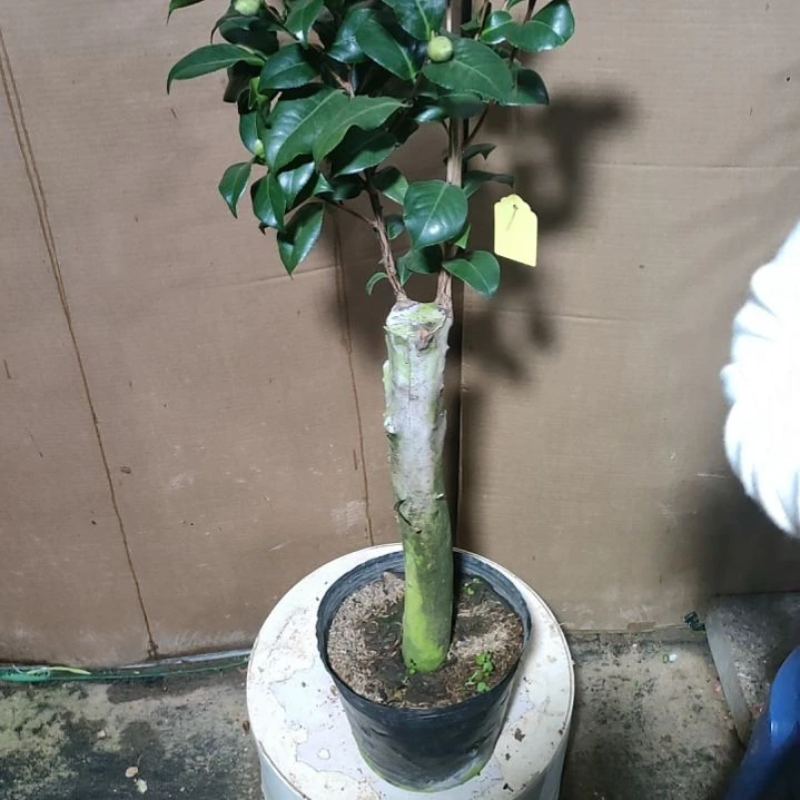 621魔术师，原盆原土发货，不包邮