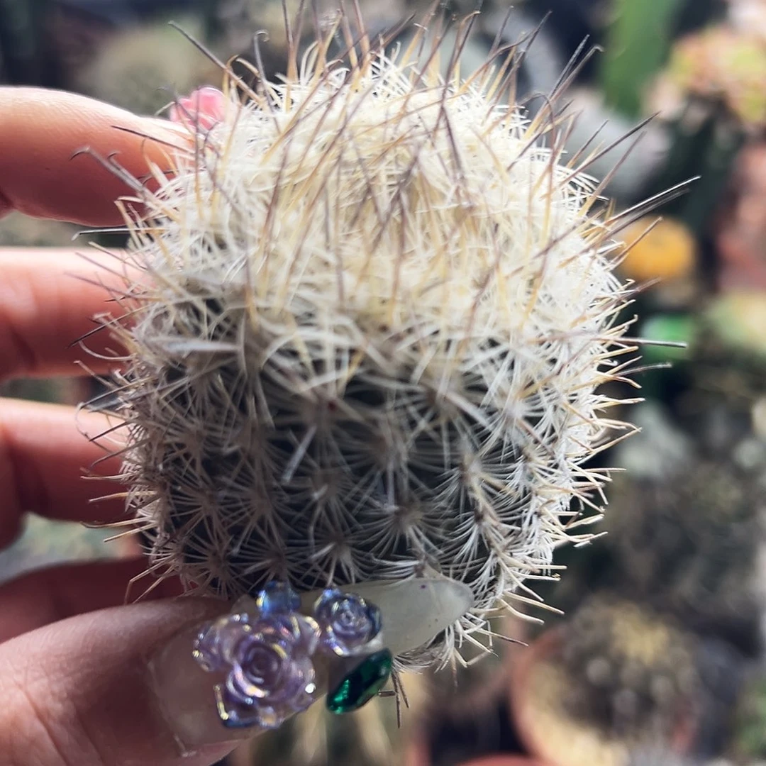 藤荣丸有根仙人球666666