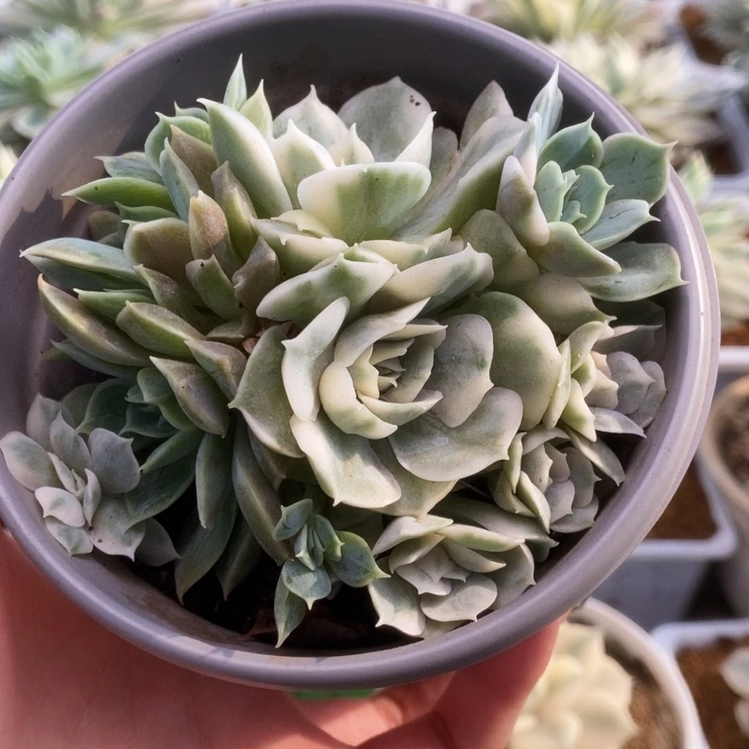 009昂丝诺锦锦锦锦锦锦锦