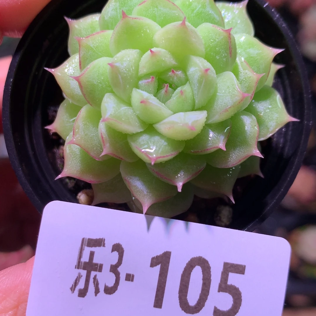 乐然 3-105 女王玫瑰