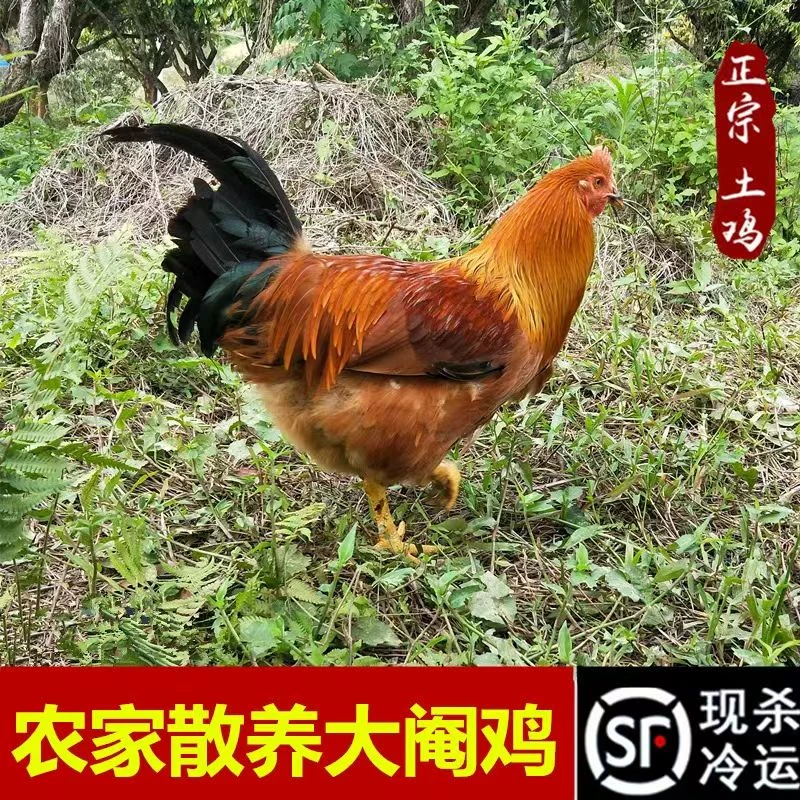 整只农家散养大公鸡阉鸡扇鸡太监鸡三黄鸡白切鸡广东土鸡五谷现杀