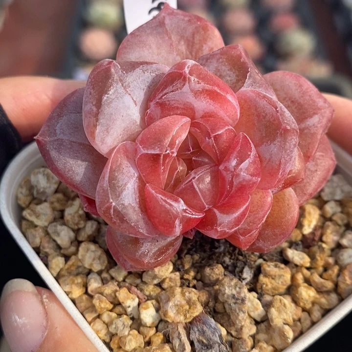 1214-535，粉魄多肉