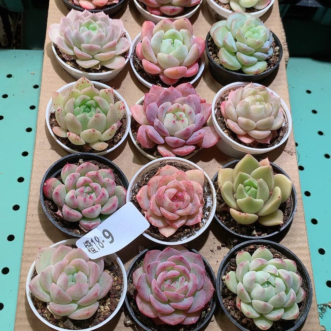 18-9一物一拍带盆18颗。