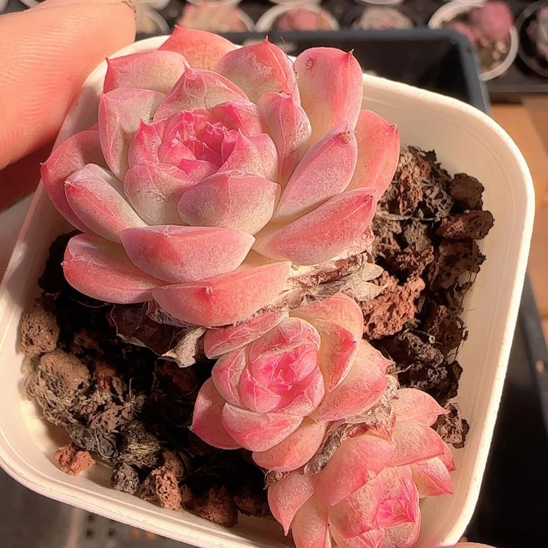 多肉1212-96糖心糖心